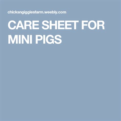 Care Sheet For Mini Pigs Artofit