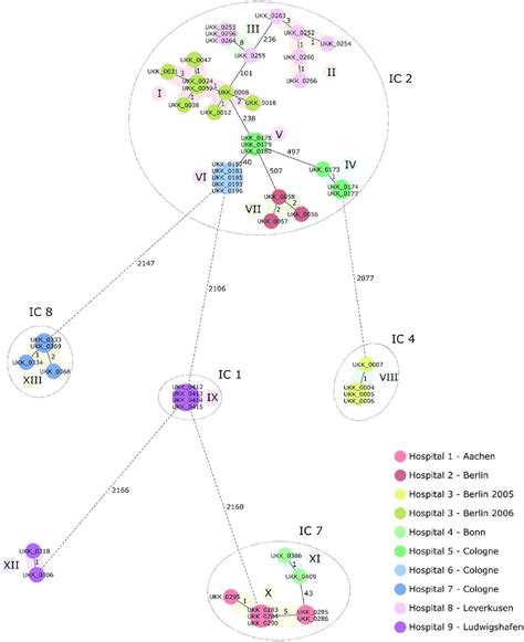 Minimum Spanning Tree Based On Cgmlst Allelic Profiles Of A