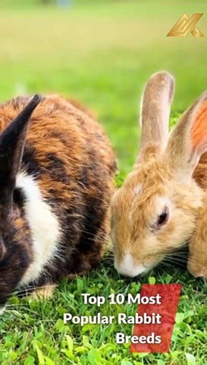 Top Most Popular Rabbit Breeds Shorts Video Dailymotion