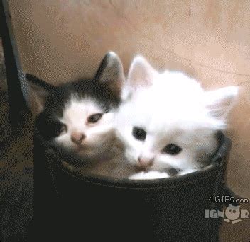 Lolcats GIFs - Find & Share on GIPHY