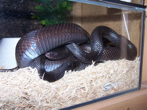 Mexican Black Kingsnake Facts and Pictures