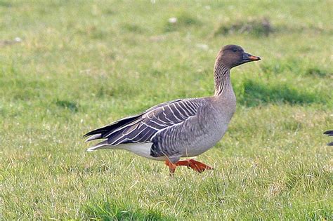 Ánsar campestre de la tundra