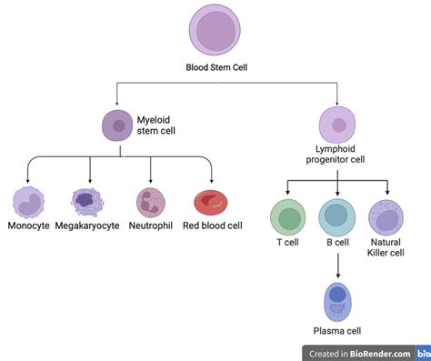 Demonstrates the lineage of memory cells from the body's blood cells ...