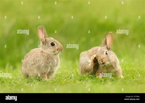 Baby Bunny Rabbits Hi Res Stock Photography And Images Alamy