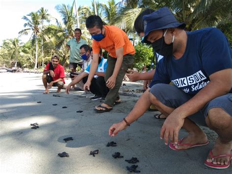 Hari Penyu Sedunia Yusri Jaga Kelestarian Habitat Penyu Mandarnesia