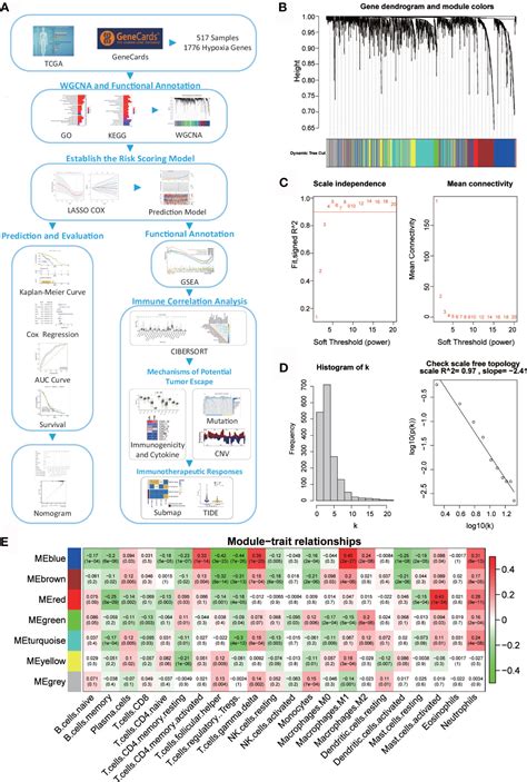 Frontiers Multi Omics Profiling Identifies Risk Hypoxia Related