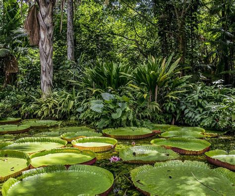 Lista Foto Que Plantas Hay En El Clima Tropical Lleno