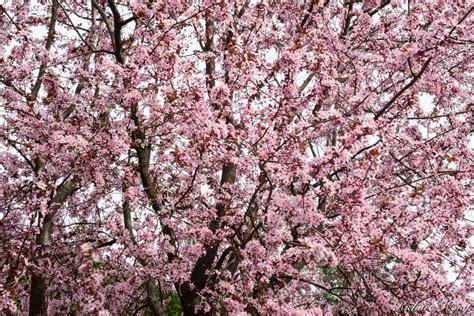 Butchart Gardens Cherry Blossom Photo | Richard Wong Photography