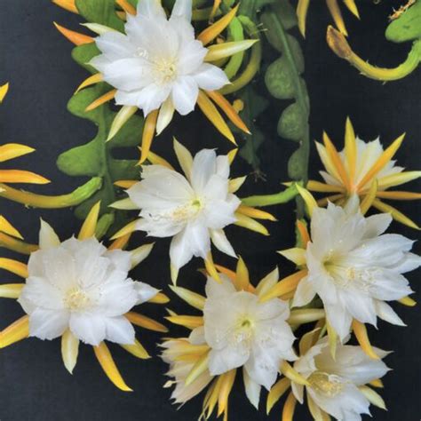 Ric Rac Orchid Cactus Epiphyllum Anguliger