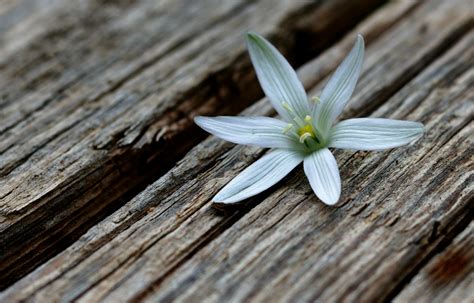 Star Of Bethlehem Photos, Download The BEST Free Star Of Bethlehem Stock Photos & HD Images