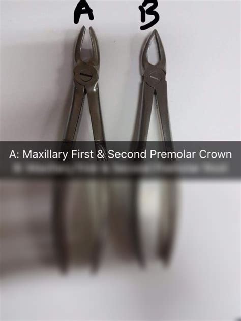 Solution Maxillary 1st And 2nd Premolar Forceps Studypool