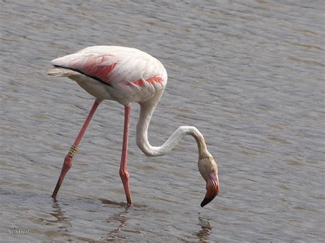 Flamenco común Phoenicopterus roseus Naturaleza Para Todos