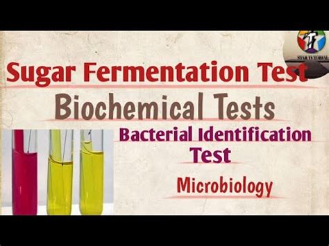 Sugar Fermentation Test Ll Carbohydrate Fermentation Test Ll