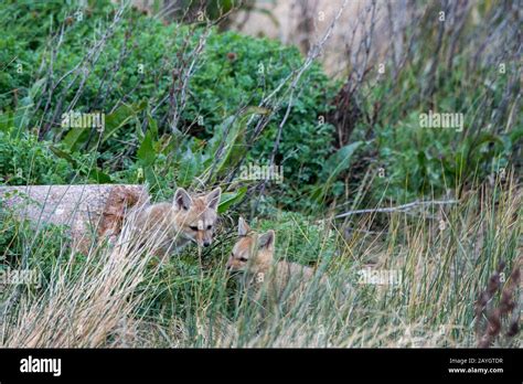 Kits De Zorro Gris Sudamericano Lycalopex Griseus En La Reserva