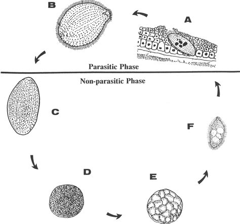 Figure 1 From Ultrastructural Features Of Cryptocaryon Irritans A