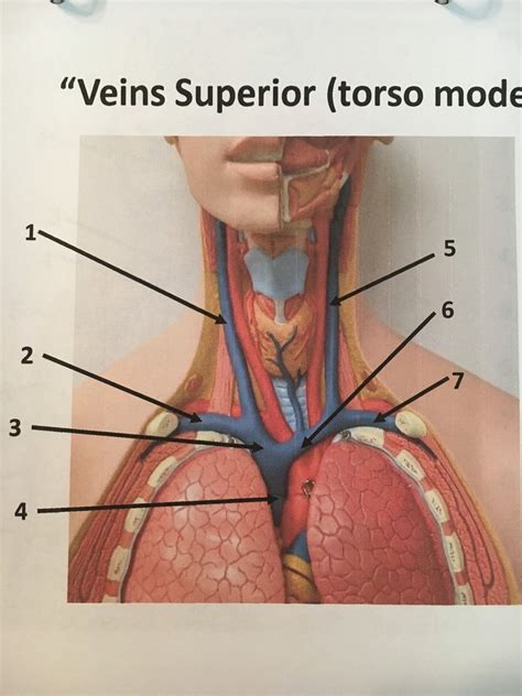 Veins Superior Torso Model Diagram Quizlet