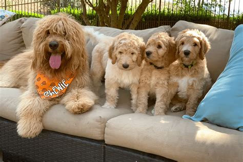 Top 11 Best Goldendoodle Breeders In California Ca