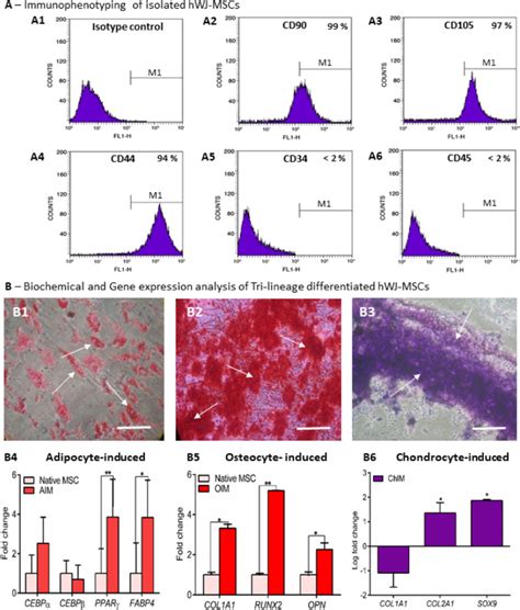 Glycogen Synthase Kinase Inhibitor Chir Augments The