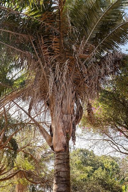 Premium Photo | Babassu palm tree of the species attalea speciosa