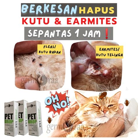 Ubat Kutu Hama Kucing Paling Efektif Dan Berkesan Earmites In Cat Anti