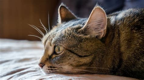 9 Common Signs Your Cat Is Traumatized How To Help Cats