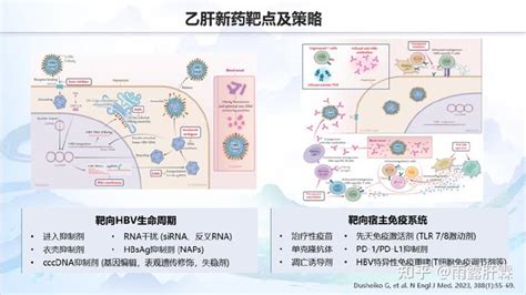 谢青教授：慢乙肝在研新药——进展与挑战 知乎