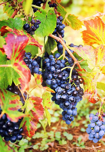 Gamay Grapes Stock Photos, Pictures & Royalty-Free Images - iStock