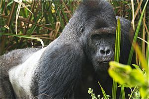 Eastern lowland gorilla Facts for Kids