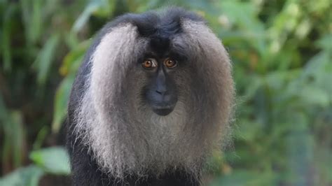 Rare Lion Tailed Macaques Debut At Disneys Animal Kingdom Park