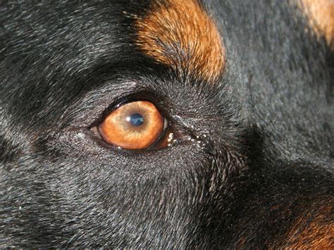 Rottweiler Eye by QuentinWolf on DeviantArt