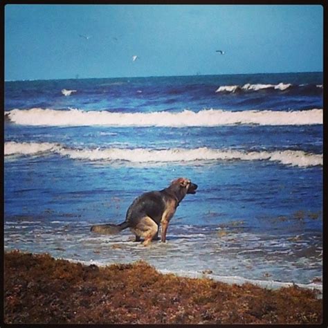 Photos at Whitecap Beach - Padre Island - Corpus Christi, TX