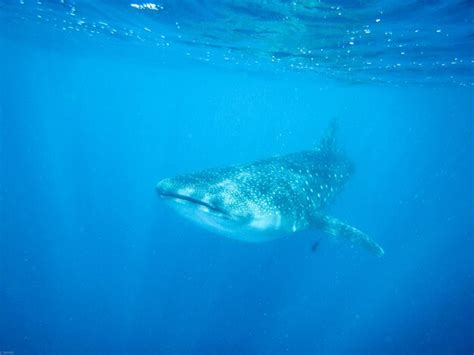 Premium Photo | Whale shark swimming in sea