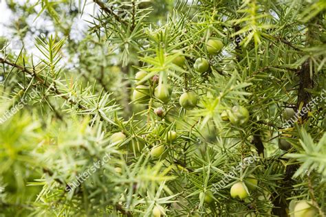 Common Juniper Juniperus Communis Green Berries Editorial Stock Photo ...