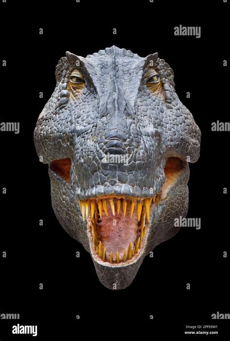 Tyrannosaurus Reconstruction T Rex Portrait Head On Face View Stock