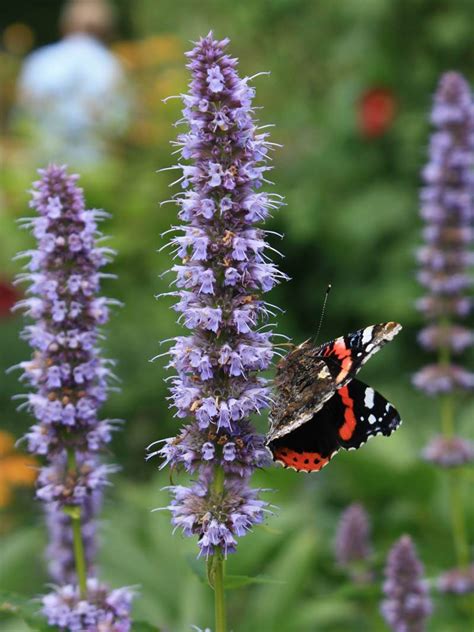 Stauden Stade Versand Shop Agastache Rugosa Blue Fortune Duftnessel