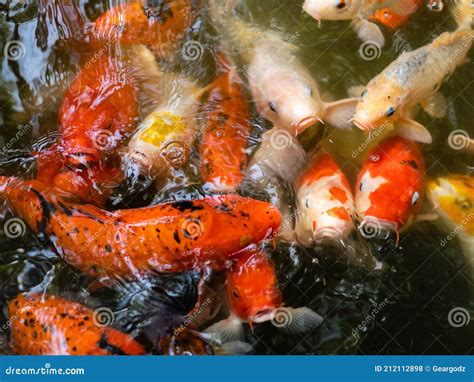 Peixe Koi Ou Peixe Carpa Nadando Na Lagoa Foto De Stock Imagem De