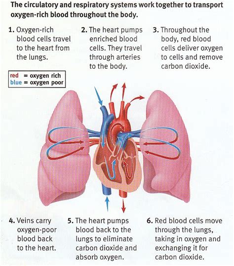 Blood Flow Through Heart And Lungs Diagram Circulation Heart