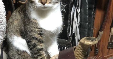 Lost Cat Grey Tabby And White Cat In Aberdeenpinehurst Note Likely