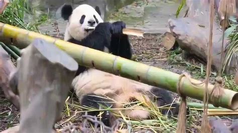 熊猫妈妈在吃竹子的时候被自己的孩子突然吓一跳，可真是可爱啊腾讯视频