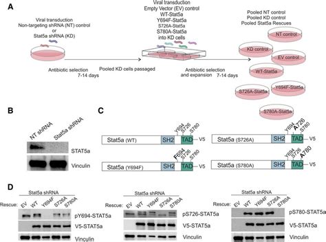 The Human Breast Cancer Cell Line Mcf7 As A Model For Stat5a Serine