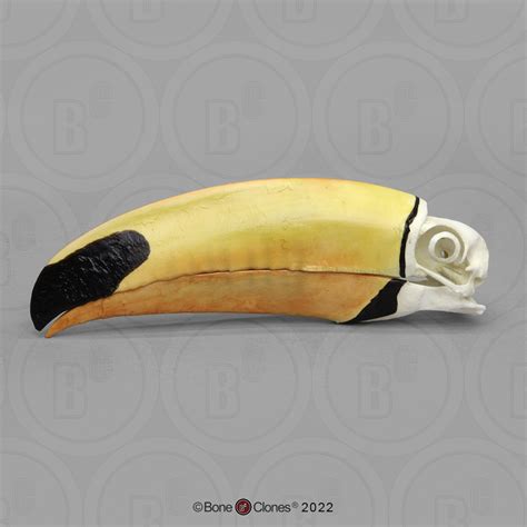 Toco Toucan Skull - Bone Clones - Osteological Reproductions