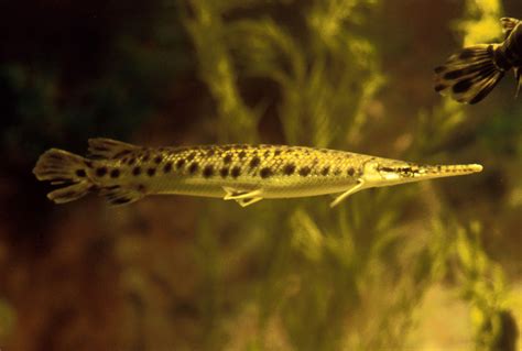 Spotted Gar Lepisosteus Oculatus Image Free Stock Photo Public