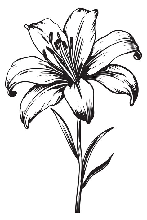 Line Design Of Lily Flower Vector Art At Vecteezy