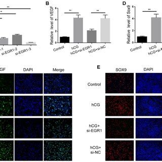 Silencing Egr Inhibits Hcg Induced Vegf And Sox Expression In Kgn