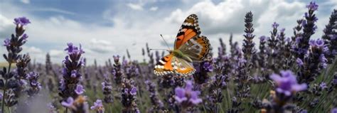 Premium AI Image | Butterfly on lavender sky backgroundxA