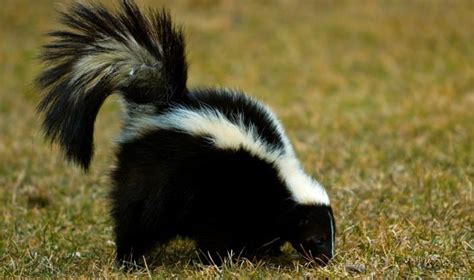 Ooooh, That Smell...Must Be Skunk Mating Season