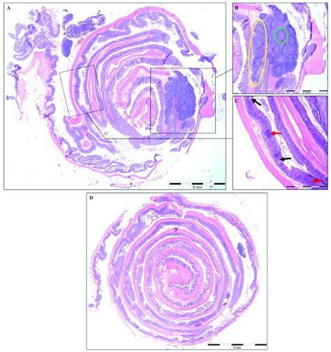 Histopathological Features Present In The Colon Of Experimental Download Scientific Diagram