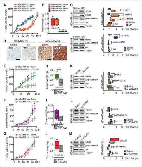 Modulation Of Tumor Growth In Vivo By SP NK 1R A Volume Of MDA MB 231