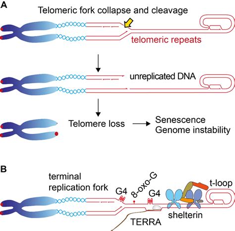 Telomere Loss Due To Replication Problems A Illustration Of The