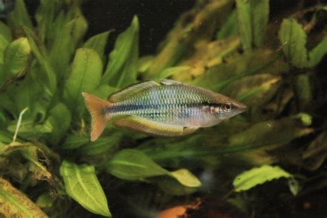 Melanotaenia Picta Sp Aru Ii Moonlightaquatics